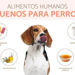Un beagle saborea la idea de comida saludable para perros: helados sin azúcar, yogur natural, aceite de oliva y caldo sin sal.