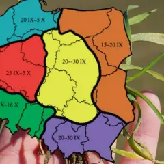 Mapa Polski z podziałem na regiony i datami, kiedy siać buraki. Różne kolory oznaczają różne terminy siewu.