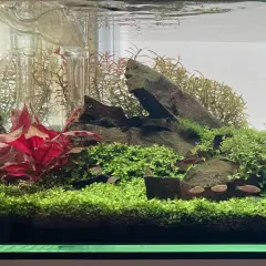 Un aquarium planté avec des poissons rouges nageant parmi la verdure luxuriante. La **Proserpinaca palustris** forme un tapis dense, contrastant avec les feuilles rouges vives et les rochers sombres.