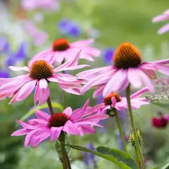 Fiori di echinacea rosa in un giardino. Si dice che l'echinacea abbia effetti benefici sull'intestino, supportando il benessere generale.