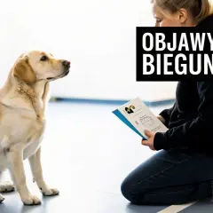 Labrador czeka na instrukcje, jak leczyć ludzkie leki na biegunkę dla psa. Na ekranie widnieje napis "Objawy biegunki".
