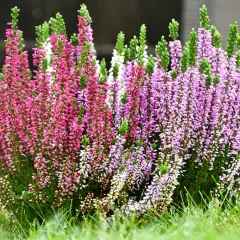 Un cespuglio di piante autunnali esterno con fiori rosa e viola, su un prato verde bagnato.