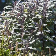 Ein Salbeibusch im Sonnenlicht. Die Blätter sind leicht violett und weich. Salbei wird oft für seine beruhigende Wirkung auf den Schlaf geschätzt.