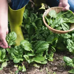Zbieranie świeżego szpinaku z grządki. Dłoń z liściem i koszyk pełen zielonych liści potwierdzają, że szpinak po ścięciu odrasta.