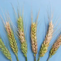 Spighe di grano con aree colpite da fusariosi, che causano scolorimento e danni ai chicchi.