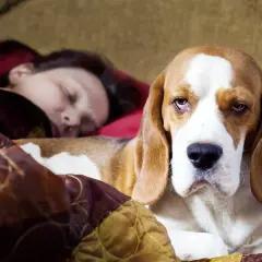 Un beagle duerme pegado a su humano. El perro parece un poco triste, pero está cómodo.