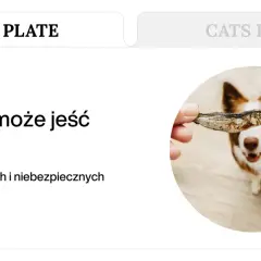 Pies patrzy z nadzieją na suszoną rybkę. Dowiedz się, jakie ryby dla psa są bezpieczne.