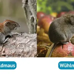Eine Feldmaus sitzt auf einem Baumstamm, während eine Wühlmaus auf einem Apfel im Garten sitzt.