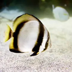 Un pez murciélago adulto, con sus distintivas franjas negras y amarillas, nada sobre un lecho arenoso.