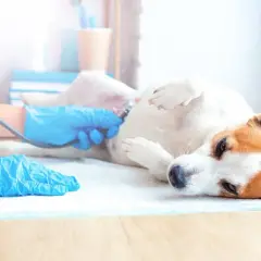 Jak długo trwa ciąża u suki? Kluczowe etapy rozwoju