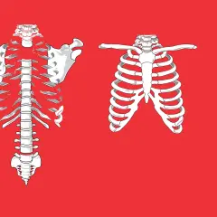 Szkielet klatki piersiowej z widocznymi żebrami i kręgosłupem. Ilustracja może pomóc zrozumieć objawy pękniętego żebra.