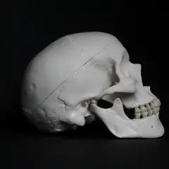 Model ludzkiej czaszki z widoczną linią wskazującą na potencjalną trepanację czaszki.