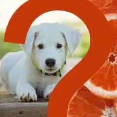 Czy pies może jeść pomarańcze? Poznaj fakty i zagrożenia
