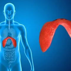 Anatomical illustration showing the diaphragm, a muscle crucial for breathing. When the diaphragm experiences pain, it can affect respiration.