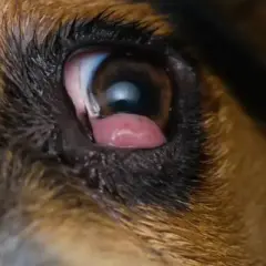 Primer plano del ojo de un perro con conjuntivitis, mostrando los ojos rojos y la membrana nictitante.
