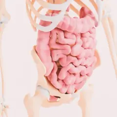 Anatomia jelit w szkielecie. Zrozumienie, celiakia co to, jest kluczowe dla zdrowia układu pokarmowego.