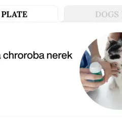 Kot z przewlekłą chorobą nerek otrzymuje pomoc dietetyczną.