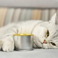 Graue Katze liegt neben einer Dose Futter, die sie kaum anrührt. Sie hat wohl keinen großen Hunger.