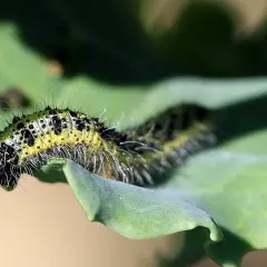 Bruco verde e nero su foglia. Per combatterlo, si usa il Bacillus thuringiensis, un insetticida biologico.