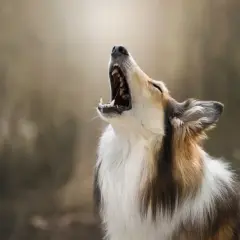 Un perro de pelaje tricolor aúlla con la boca abierta, como si mi perro ladra cuando me voy y me extrañara mucho.