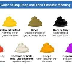 Guía de colores de heces caninas: rojo indica sangre, mi perro caga sangre, podría ser del tracto GI inferior.