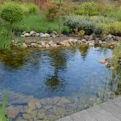 Un étang extérieur paisible avec des poissons rouges nageant parmi les plantes aquatiques et une végétation luxuriante.