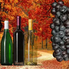 Jesień to idealny czas, kiedy zbierać winogrona na wino. Butelki wina i kiść ciemnych winogron na tle jesiennego lasu.