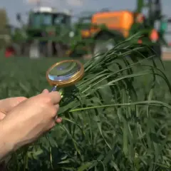 Ręce trzymające lupę nad zielonymi źdźbłami zboża na polu, w tle ciągnik.