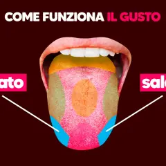 La lingua mostra le zone del gusto, con "salato" evidenziato ai lati. Capire le cause della bocca salata è importante per il benessere.
