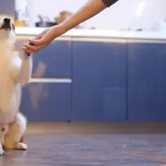 Shiba Inu podaje łapę podczas szkolenia psa.