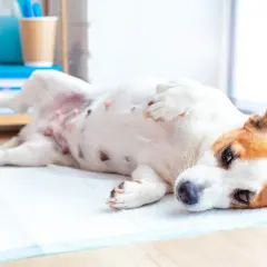 Perro Jack Russell con síntomas de giardia, acostado en una alfombrilla absorbente.
