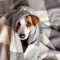 Perro con gripe envuelto en manta a cuadros, con ojos tristes y nariz húmeda.