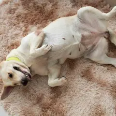Labradorka leży na dywanie na plecach, pokazując brzuch. To dziwne zachowanie suki podczas cieczki, może szuka uwagi.