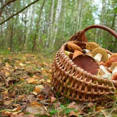 Cesta de mimbre llena de setas de mayo, recién recolectadas en el bosque.