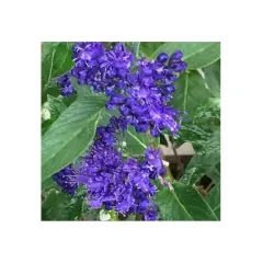 Blå blommor i en perovskia blue spire-liknande klunga, med gröna blad.