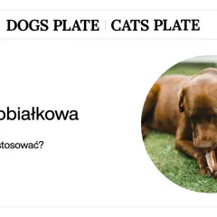 Czekoladowy piesek gryzie kość na trawie. Dowiedz się, jak odbiałkować psa i kiedy stosować dietę monobiałkową.