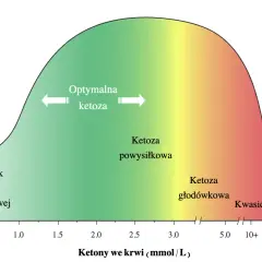 Wykres pokazuje optymalne zasilanie mięśni i mózgu w zależności od poziomu ketonów we krwi. Określa, ile węglowodanów na keto jest optymalne.