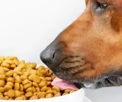 Tylko sucha karma dla psa? Rozwiewam wątpliwości!