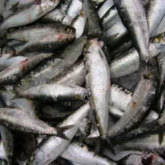 Un montón de sardinas frescas, con su piel plateada brillando, listas para ser preparadas. El **xeito que es** un arte de pesca tradicional gallego, captura estos pequeños peces.