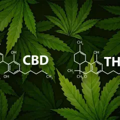 CBD a THC: Różnice, prawo, bezpieczeństwo. Uniknij pomyłek!