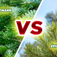 Comparaison entre le sapin Nordmann et l'épicéa, deux bois de conifères aux aiguilles vertes.