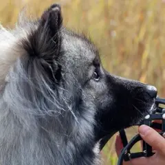 Kaganiec dla psa: jak dobrać idealny? Poradnik eksperta!