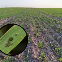Na zielonym liściu zboża widać kolonię mszyc. W tle rozciąga się pole młodych roślin.