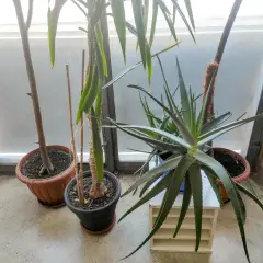Rośliny doniczkowe, w tym aloes, stoją przy oknie. Czy aloes jest trujący dla kota? Warto to sprawdzić, zanim kot się nim zainteresuje.