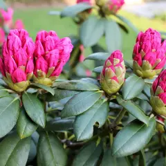 Des bourgeons de rhododendron aux teintes fuchsia promettent une magnifique floraison.