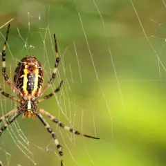 Lęk przed pająkami (arachnofobia): Poznaj objawy i pokonaj strach!