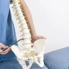 Fizjoterapeuta wyjaśnia pacjentowi, co to radikulopatia, wskazując na model kręgosłupa.