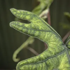 Zbliżenie na zielony, włochaty liść Alocasia Jacklyn z widocznymi żyłkami.
