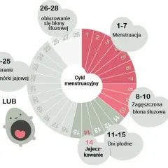 Jak obliczyć owulację? Praktyczny przewodnik dla każdej kobiety