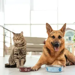 A German Shepherd and a tabby cat sit by their food bowls. This image prompts the question: can dogs eat cat food?